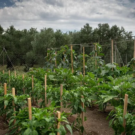 Agrikia Tis Vasilikis