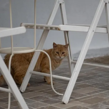 דירה Agrikia Tis Vasilikis