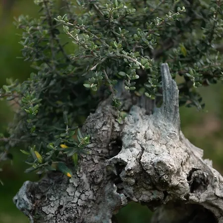 Agrikia Tis Vasilikis דירה