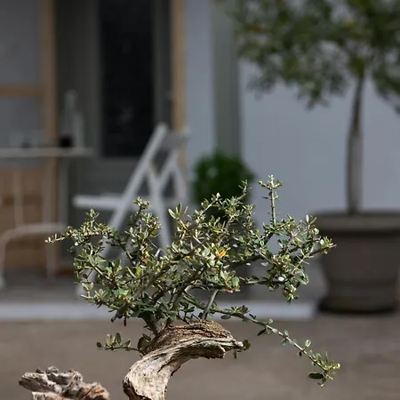 דירה Agrikia Tis Vasilikis *