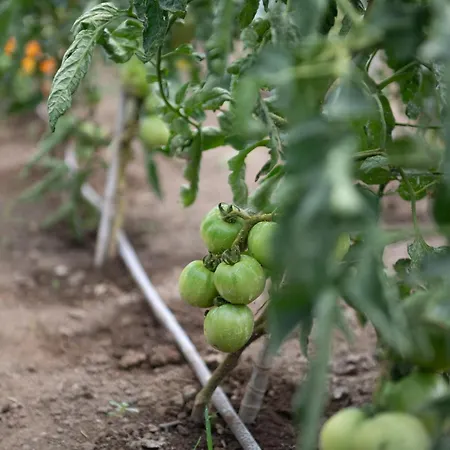 דירה Agrikia Tis Vasilikis *