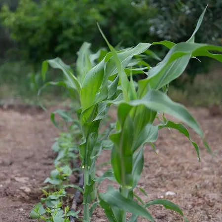 דירה Agrikia Tis Vasilikis Ormília