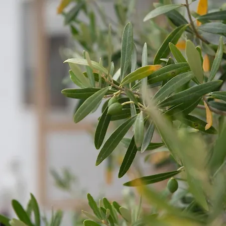 Agrikia Tis Vasilikis アパート *