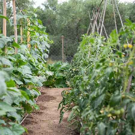 Daire Agrikia Tis Vasilikis