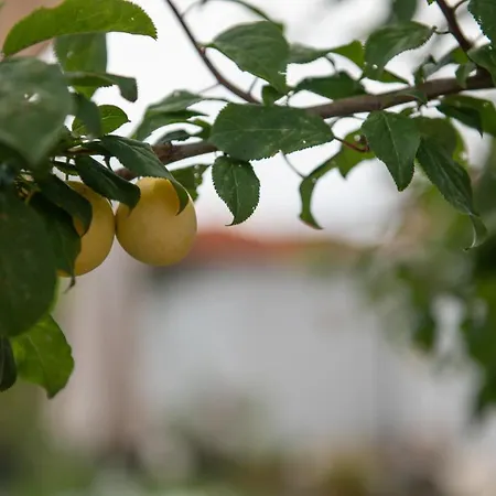 Agrikia Tis Vasilikis Daire Ormília