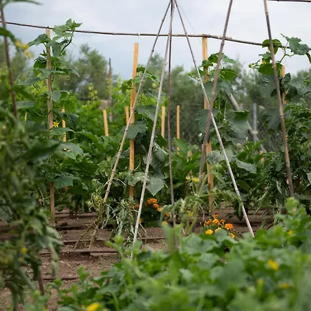 Agrikia Tis Vasilikis アパート *