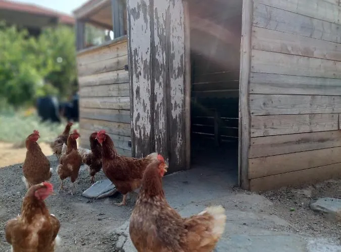 Agrikia Tis Vasilikis * Ormília