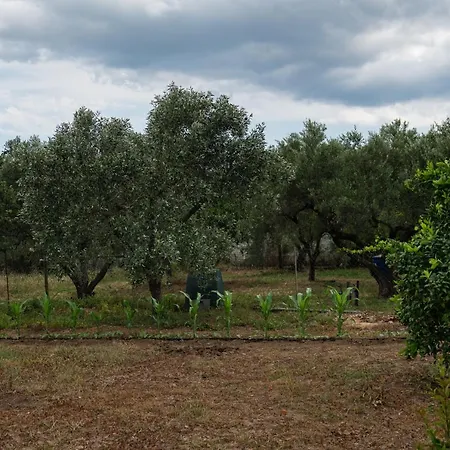 Agrikia Tis Vasilikis