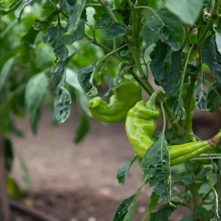 Agrikia Tis Vasilikis * Ormília