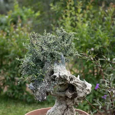 Agrikia Tis Vasilikis Apartment Ormília