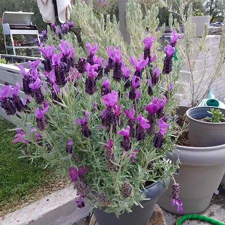 Agrikia Tis Vasilikis Apartment